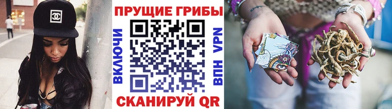 Псилоцибиновые грибы Cubensis  хочу наркоту  Купино 